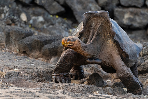Galapagos giant tortoise, chelonoidis nigra, endemic and endangered specie of Galapagos island.