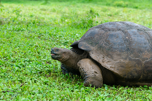 Galapagos giant tortoise, chelonoidis nigra, endemic and endangered specie of Galapagos island.