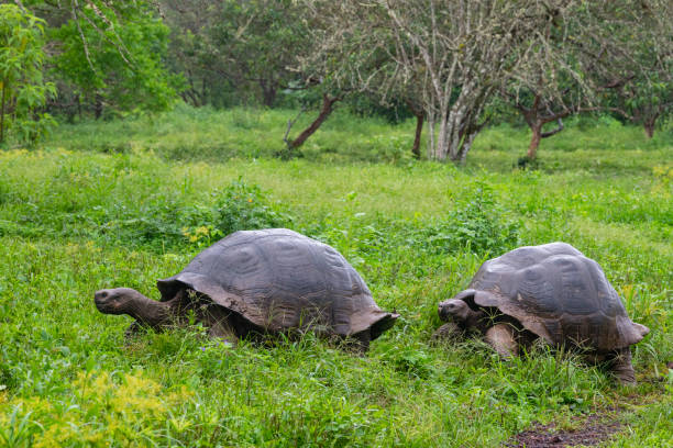 Two Galapagos Giant Tortoise walking, Galapagos islands