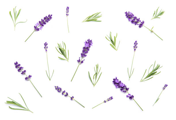 istock Lavender flowers on white Floral background 1253356603