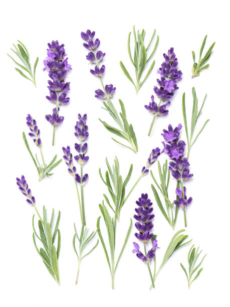 istock Lavender flowers herb white background Floral flat lay 1253356609