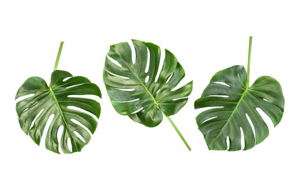 istock Monstera leaves white background Floral border 1253356623