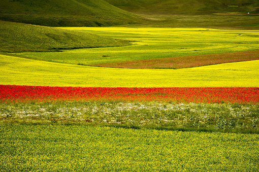 The beginning of flowering around Castelluccio di Norcia (June 2020): fields in lavish color, with red poppies, yellow rapeseed and other flowers.