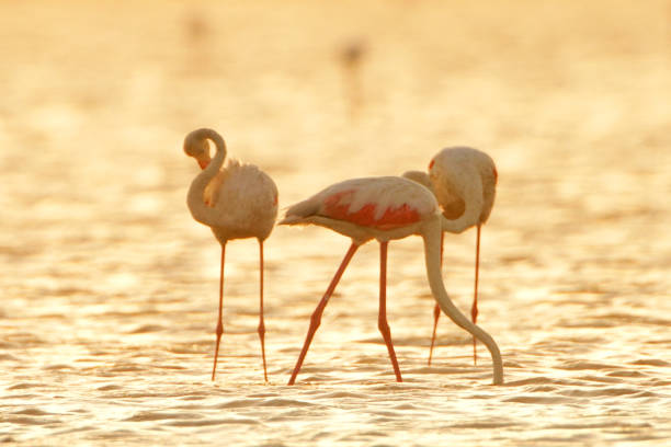 istock Flamingos in lake 1253361528