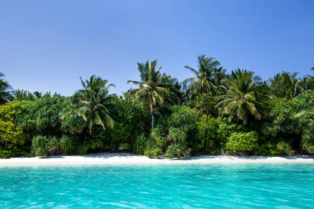 istock Sea with coconut palms island 1253365637