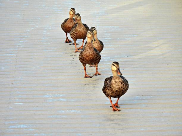 gevlekte eenden (anas fulvigula) die op een promenade lopen - gevlekte eend stockfoto's en -beelden