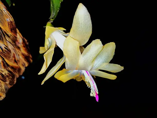 Beautiful May flowers, photographed at my home in Joinville, Santa Catarina, Brazil in 07/01/2017.
The Mayflower is one of the most cultivated cacti in the world, due to the exuberant beauty of its flowers, ease of cultivation and absence of thorns. It is an herbaceous plant, epiphyte, 30 to 60 cm high. The stem is formed by succulent articles, which do not have spines.
Its flowers appear in the extremities of the articles, being able to be yellowish, rosy, red or white, forming in the period of fall-winter. Its flowers are widely visited by hummingbirds. Photo taken in the garden of my house in Joinville, Santa Catarina, Brazil on 05/31/2018. Schlumbergera truncata, also known as the flower of May, is a species of Schlumbergera, of the botanical genus of the cactaceae family. It originates from Brazil and its popular names are: May flower, Christmas cactus, Easter cactus, silk flower. It flowers in the southern hemisphere autumn, featuring pink, white, orange and red flowers. Its life cycle is perennial. It has a stem formed by several articles that can be detached to form new plants.
  The Mayflower is from the cactus family, but it has no thorns. In its original habitat, the Atlantic Forest, it has an epiphyte behavior. That is to say: just like orchids and many bromeliads, it uses the trunks of trees as support. Thanks to the horticultural improvement, the variety of colors available today in the market is immense.