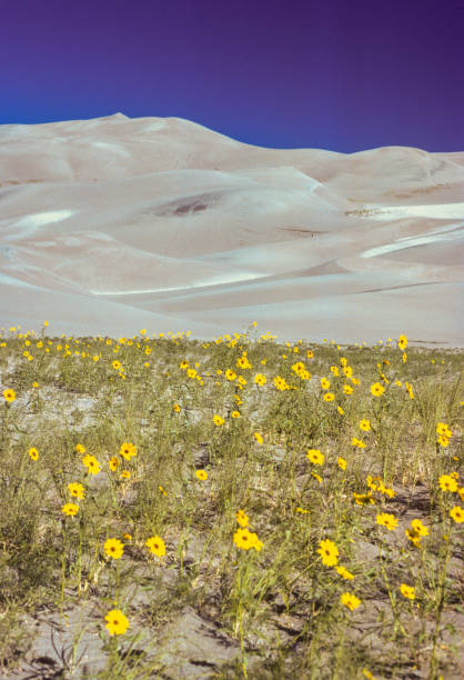 Great Sand Dunes NM - Dunes & Wildflowers - 1977. Scanned from Kodachrome slide.