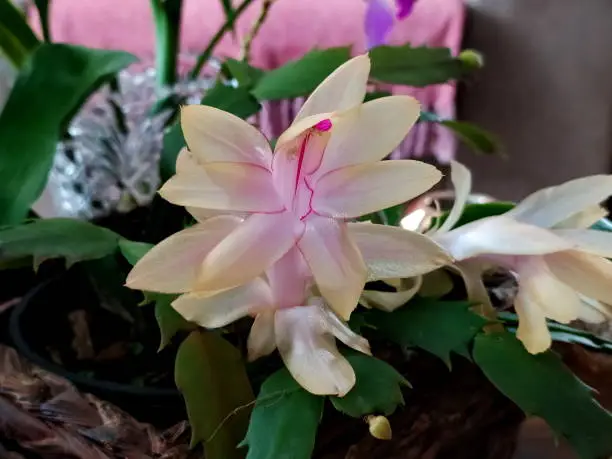 Beautiful May flowers, photographed at my home in Joinville, Santa Catarina, Brazil in 07/01/2017.
The Mayflower is one of the most cultivated cacti in the world, due to the exuberant beauty of its flowers, ease of cultivation and absence of thorns. It is an herbaceous plant, epiphyte, 30 to 60 cm high. The stem is formed by succulent articles, which do not have spines.
Its flowers appear in the extremities of the articles, being able to be yellowish, rosy, red or white, forming in the period of fall-winter. Its flowers are widely visited by hummingbirds. Photo taken in the garden of my house in Joinville, Santa Catarina, Brazil on 05/31/2018. Schlumbergera truncata, also known as the flower of May, is a species of Schlumbergera, of the botanical genus of the cactaceae family. It originates from Brazil and its popular names are: May flower, Christmas cactus, Easter cactus, silk flower. It flowers in the southern hemisphere autumn, featuring pink, white, orange and red flowers. Its life cycle is perennial. It has a stem formed by several articles that can be detached to form new plants.
  The Mayflower is from the cactus family, but it has no thorns. In its original habitat, the Atlantic Forest, it has an epiphyte behavior. That is to say: just like orchids and many bromeliads, it uses the trunks of trees as support. Thanks to the horticultural improvement, the variety of colors available today in the market is immense.