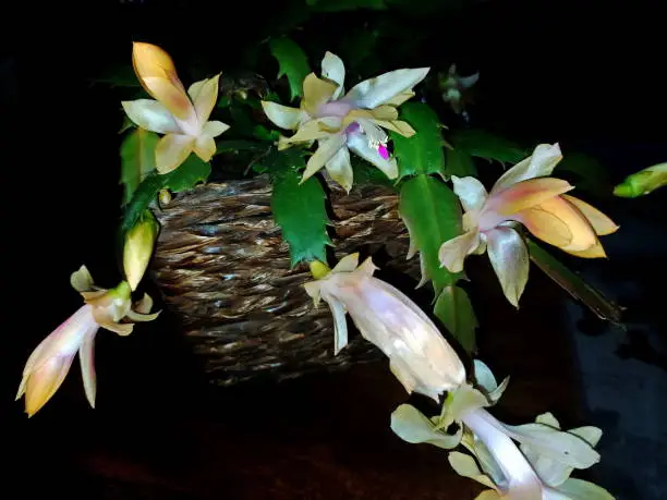 Beautiful May flowers, photographed at my home in Joinville, Santa Catarina, Brazil in 07/01/2017.
The Mayflower is one of the most cultivated cacti in the world, due to the exuberant beauty of its flowers, ease of cultivation and absence of thorns. It is an herbaceous plant, epiphyte, 30 to 60 cm high. The stem is formed by succulent articles, which do not have spines.
Its flowers appear in the extremities of the articles, being able to be yellowish, rosy, red or white, forming in the period of fall-winter. Its flowers are widely visited by hummingbirds. Photo taken in the garden of my house in Joinville, Santa Catarina, Brazil on 05/31/2018. Schlumbergera truncata, also known as the flower of May, is a species of Schlumbergera, of the botanical genus of the cactaceae family. It originates from Brazil and its popular names are: May flower, Christmas cactus, Easter cactus, silk flower. It flowers in the southern hemisphere autumn, featuring pink, white, orange and red flowers. Its life cycle is perennial. It has a stem formed by several articles that can be detached to form new plants.
  The Mayflower is from the cactus family, but it has no thorns. In its original habitat, the Atlantic Forest, it has an epiphyte behavior. That is to say: just like orchids and many bromeliads, it uses the trunks of trees as support. Thanks to the horticultural improvement, the variety of colors available today in the market is immense.