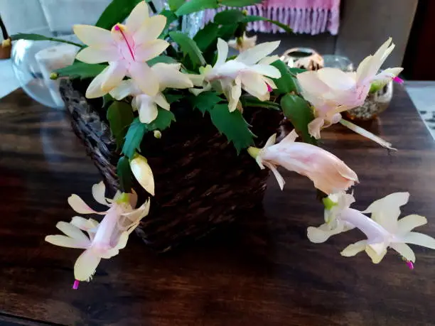 Beautiful May flowers, photographed at my home in Joinville, Santa Catarina, Brazil in 07/01/2017.
The Mayflower is one of the most cultivated cacti in the world, due to the exuberant beauty of its flowers, ease of cultivation and absence of thorns. It is an herbaceous plant, epiphyte, 30 to 60 cm high. The stem is formed by succulent articles, which do not have spines.
Its flowers appear in the extremities of the articles, being able to be yellowish, rosy, red or white, forming in the period of fall-winter. Its flowers are widely visited by hummingbirds. Photo taken in the garden of my house in Joinville, Santa Catarina, Brazil on 05/31/2018. Schlumbergera truncata, also known as the flower of May, is a species of Schlumbergera, of the botanical genus of the cactaceae family. It originates from Brazil and its popular names are: May flower, Christmas cactus, Easter cactus, silk flower. It flowers in the southern hemisphere autumn, featuring pink, white, orange and red flowers. Its life cycle is perennial. It has a stem formed by several articles that can be detached to form new plants.
  The Mayflower is from the cactus family, but it has no thorns. In its original habitat, the Atlantic Forest, it has an epiphyte behavior. That is to say: just like orchids and many bromeliads, it uses the trunks of trees as support. Thanks to the horticultural improvement, the variety of colors available today in the market is immense.