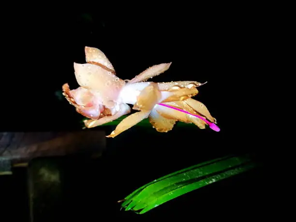 Beautiful May flowers, photographed at my home in Joinville, Santa Catarina, Brazil in 07/01/2017.
The Mayflower is one of the most cultivated cacti in the world, due to the exuberant beauty of its flowers, ease of cultivation and absence of thorns. It is an herbaceous plant, epiphyte, 30 to 60 cm high. The stem is formed by succulent articles, which do not have spines.
Its flowers appear in the extremities of the articles, being able to be yellowish, rosy, red or white, forming in the period of fall-winter. Its flowers are widely visited by hummingbirds. Photo taken in the garden of my house in Joinville, Santa Catarina, Brazil on 05/31/2018. Schlumbergera truncata, also known as the flower of May, is a species of Schlumbergera, of the botanical genus of the cactaceae family. It originates from Brazil and its popular names are: May flower, Christmas cactus, Easter cactus, silk flower. It flowers in the southern hemisphere autumn, featuring pink, white, orange and red flowers. Its life cycle is perennial. It has a stem formed by several articles that can be detached to form new plants.
  The Mayflower is from the cactus family, but it has no thorns. In its original habitat, the Atlantic Forest, it has an epiphyte behavior. That is to say: just like orchids and many bromeliads, it uses the trunks of trees as support. Thanks to the horticultural improvement, the variety of colors available today in the market is immense.