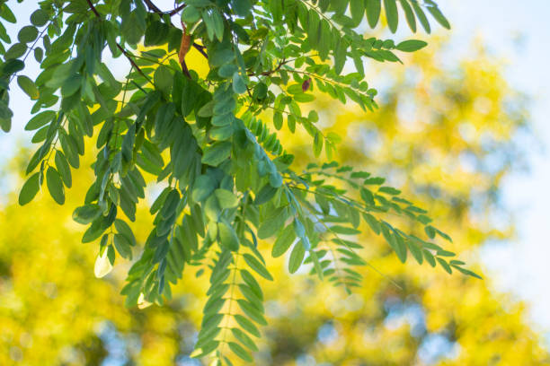 la locusta negra robinia pseudoacacia - locust tree black robinia fotografías e imágenes de stock