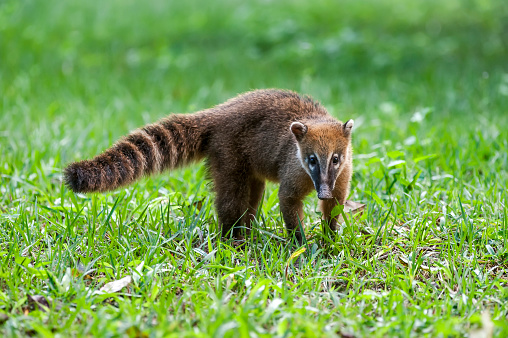 South American coati, or ring tailed coati photographed in Linhares, Espirito Santo. Southeast of Brazil. Atlantic Forest Biome. Picture made in 2014.