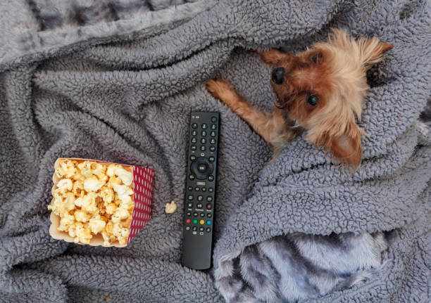 istock Top view of popcorn box, remote control and mini yorkshire terrier on warm blanket 1253370349