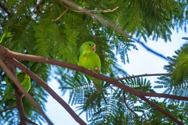 istock Plain Parakeet photographed in Linhares, Espirito Santo. 1253370475