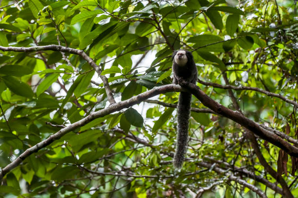 White headed marmoset photographed in Linhares, Espirito Santo. White headed marmoset photographed in Linhares, Espirito Santo. Southeast of Brazil. Atlantic Forest Biome. Picture made in 2014. callithrix geoffroyi stock pictures, royalty-free photos & images