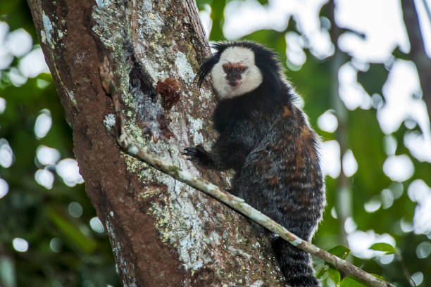 White headed marmoset photographed in Linhares, Espirito Santo. White headed marmoset photographed in Linhares, Espirito Santo. Southeast of Brazil. Atlantic Forest Biome. Picture made in 2014. callithrix geoffroyi stock pictures, royalty-free photos & images