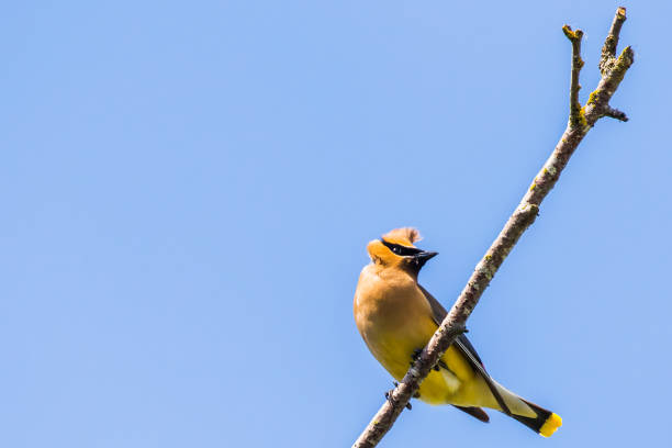 blustery wind messes up cedr waxwing crest - blustery zdjęcia i obrazy z banku zdjęć