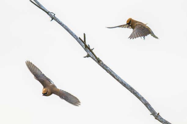 Pair of Cedar Waxwings Interacting in Flight