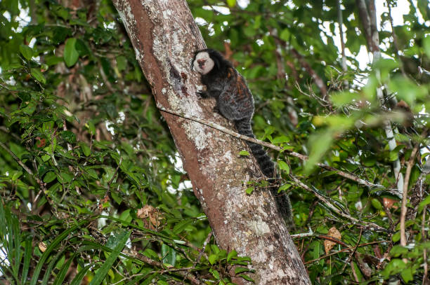 White headed marmoset photographed in Linhares, Espirito Santo. White headed marmoset photographed in Linhares, Espirito Santo. Southeast of Brazil. Atlantic Forest Biome. Picture made in 2014. callithrix geoffroyi stock pictures, royalty-free photos & images