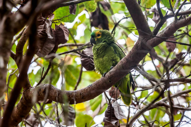 Blue fronted Parrot photographed in Linhares, Espirito Santo. Blue fronted Parrot photographed in Linhares, Espirito Santo. Southeast of Brazil. Atlantic Forest Biome. Picture made in 2014. amazona aestiva stock pictures, royalty-free photos & images