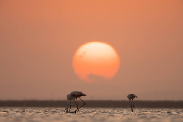 istock Flamingos in lake 1253371447