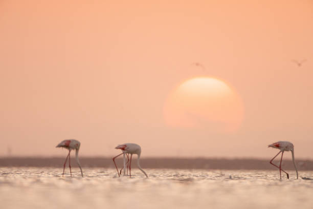 istock Flamingos in lake 1253371488