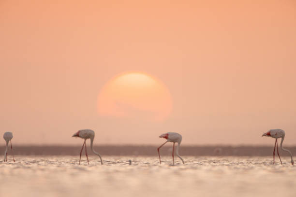 istock Flamingos in lake 1253372289
