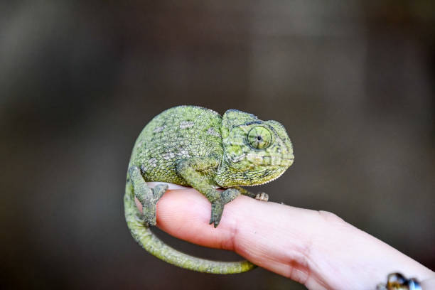 istock chameleon on hand, photo as background 1253372731