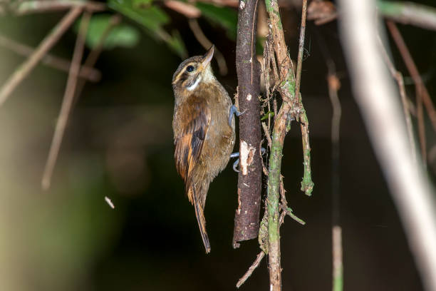istock Plain Xenops photographed in Linhares, Espirito Santo. 1253373081