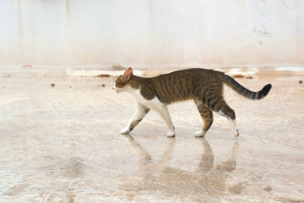 Stray tabby cat on the street on a cold, rainy day.