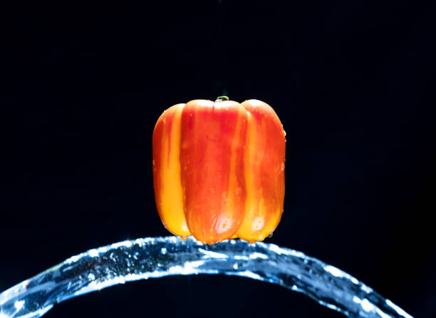 Fresh Variegated pepper gets splashed  with water on black background. Concept of summer, health and fun. Copy space