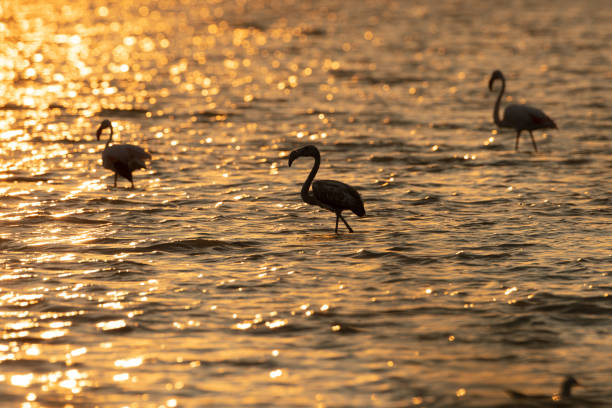 istock Flamingos in lake 1253375842