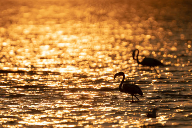 istock Flamingos in lake 1253376610