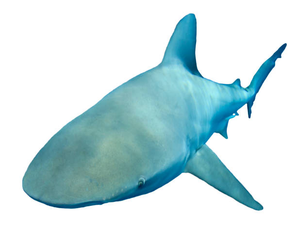 istock Bull Shark isolated on white 1253379240