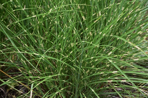 Zebra grass is a Poaceae perennial and is an ornamental pampas grass.