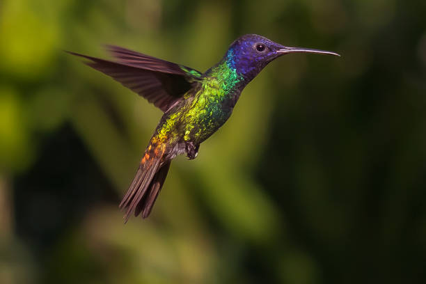 istock The beautiful Venezuelan hummingbirds 1253380278