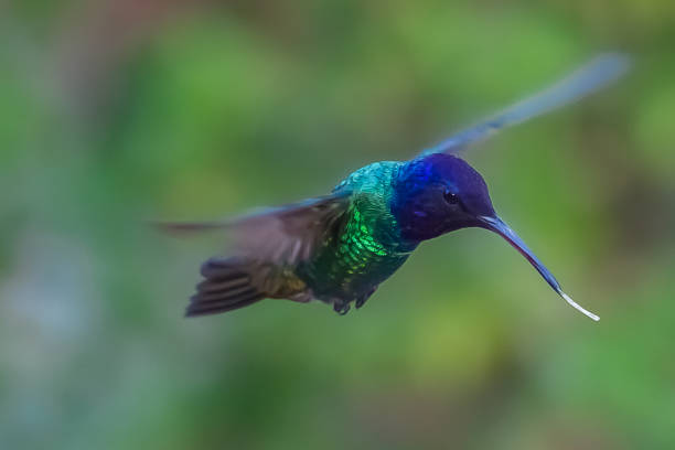 istock The beautiful Venezuelan hummingbirds 1253380295