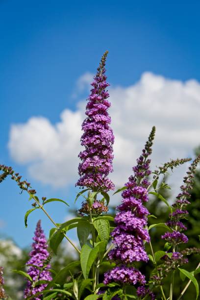 Butterfly bush Flowers of a butterfly bush with a blue sky and clouds behind them. buddleia blue stock pictures, royalty-free photos & images