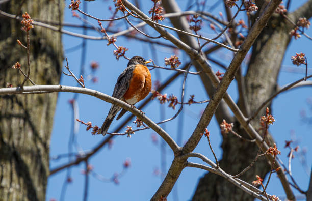 czerwony breasted robin - american robin zdjęcia i obrazy z banku zdjęć