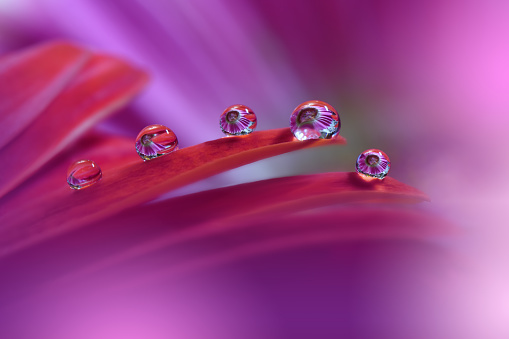 Close up of  pink dianthus flowers covered in water droplets