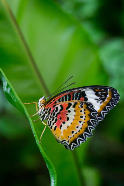 istock Closeup butterfly on flower 1253382528