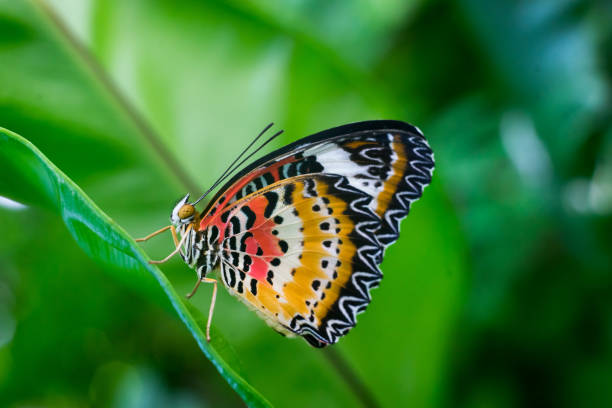 istock Closeup butterfly on flower 1253382529