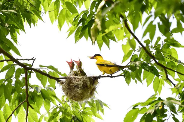 The nightingale is feeding its young bird.