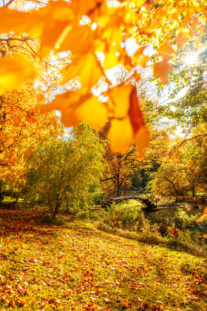 istock Autumn. Fall scene with falling leaves. Beautiful Autumnal park with maple trees. 1253388394