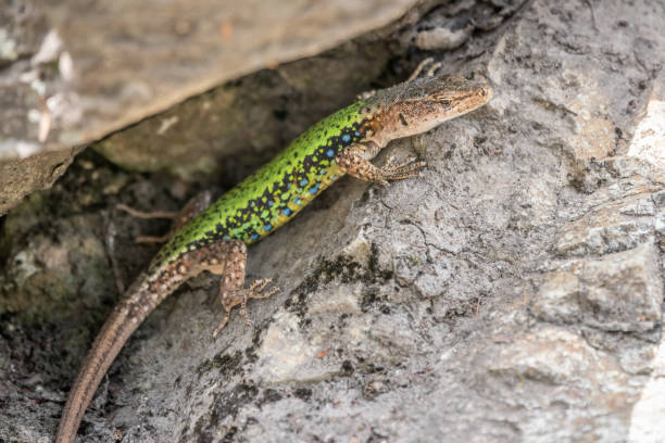 istock Green Lizard crawling on a stone cliff. The European green lizard Lacerta viridis 1253388558