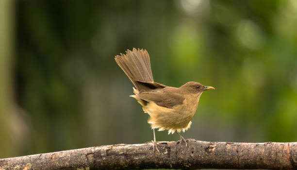 istock Brown european bird sits on tree branch 1253389540