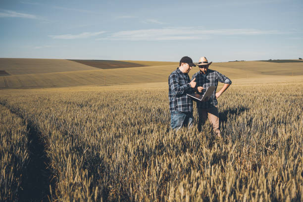 istock Two farmers stands in the wheat field at sunset in spring 1253390687
