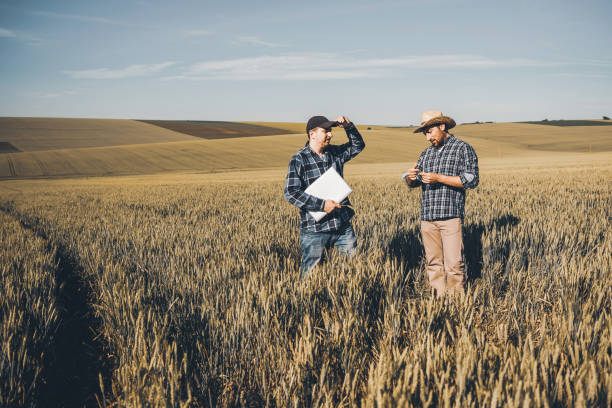 istock Two farmers stands in the wheat field at sunset in spring 1253390689